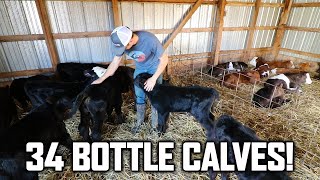 I HAVE TOO MANY BOTTLE CALVES!