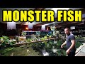 Worlds largest monster fish in home aquariums the king of diy