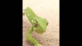 Bionic Chameleon