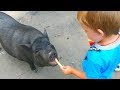 Niki and Leo Play with animals sounds at the new farm for kids