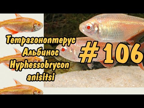 #106 ТЕТРАГОНОПТЕРУС! ТЕТРА БУЭНОС АЙРЕС! Hyphessobrycon anisitsi