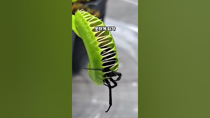 파리지옥에 갇힌 거미의 운명은?