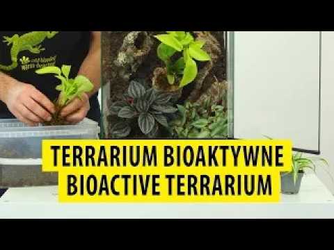 Bioactive Terrarium [EN]