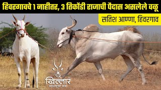 हिवरगावचे १ नाहीतर, ३ तिकोंडी राजाची पैदास असलेले वळू | Khillar Maharashtrachi Shaan 2023