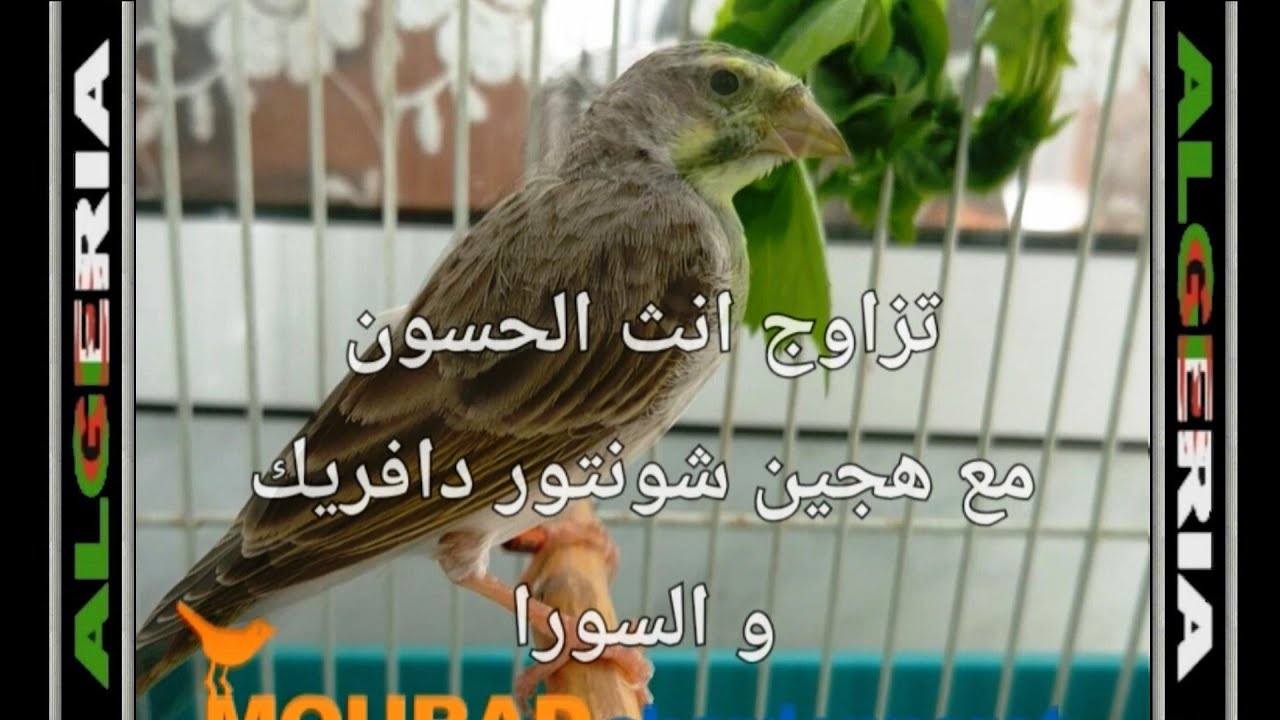 شاهد و استمتع  تزاوج هجين من أب شونتار دافريك وأم سورا موزنبيق مع أنثى مقنين استمتع مع المدرسة 2026.