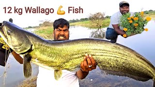 12 kg Big Wallago Pathan Fish catching Video | Traditional Fishing Techniques | Fishing