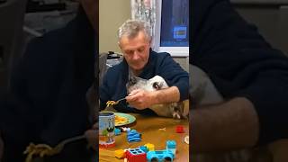 Asking Dad To Babysit… l The Dodo #animals #dodo #dogs