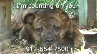 Hitch - ADOPTED from Glynn County Animal Services