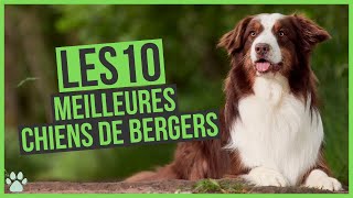 Les 10 meilleurs chiens de bergers by Univers Canin 7,599 views 1 year ago 5 minutes, 1 second