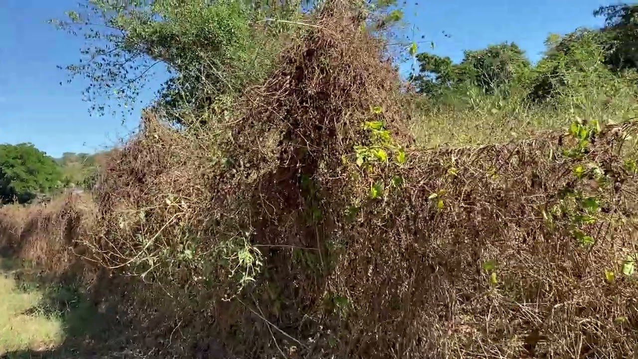 Grabación de toda las las parcelas 