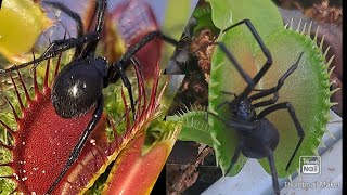 Venus fly traps eating compilation!