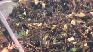 Экзотическая еда.Азия.Exotic food.Asia Экзотическая еда.Азия.Exotic food.Asia