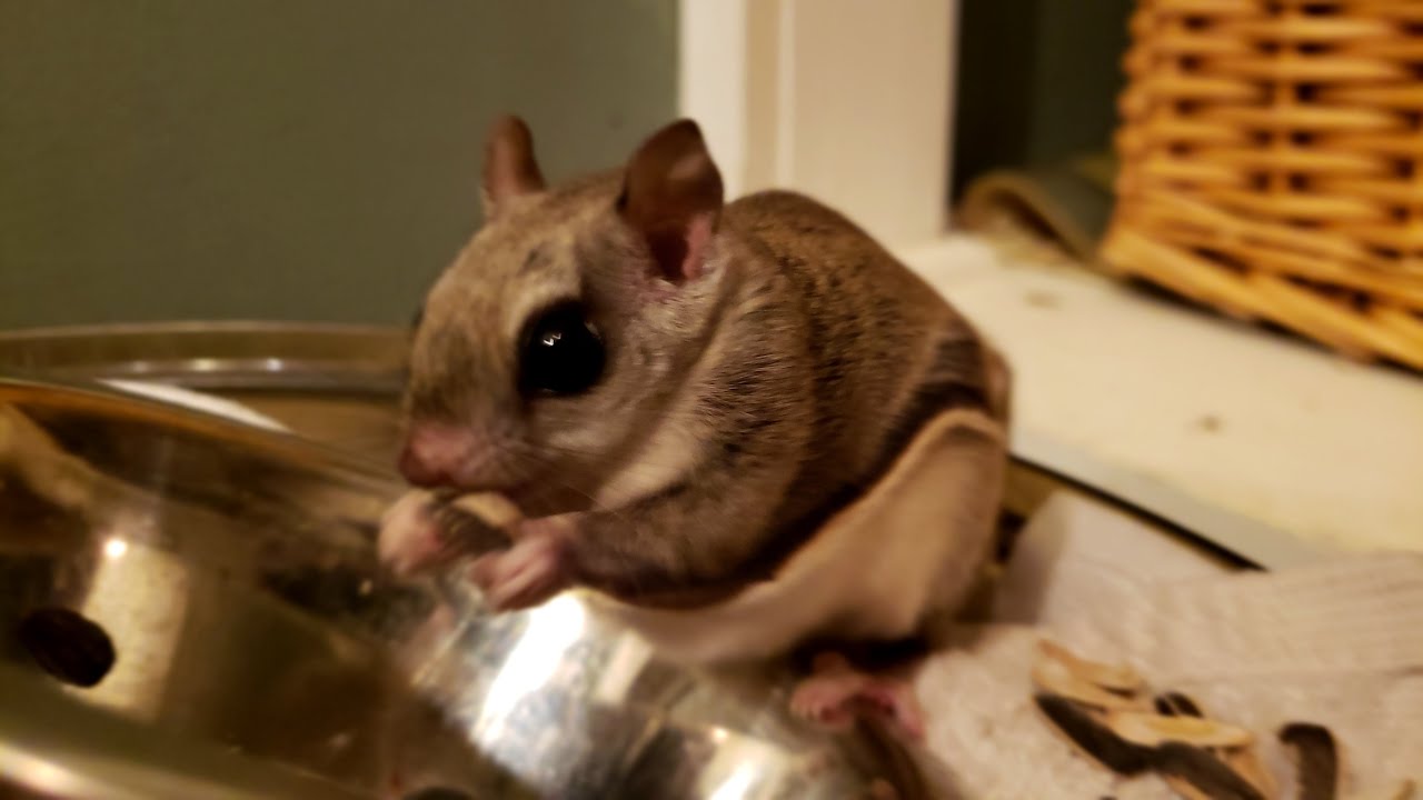 skydive chicago 🐿 A flying squirrel snuck in my shower! [01 of 11]