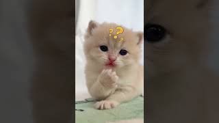 Funny cats cute little kitten