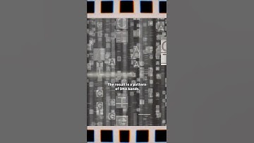 True Crime in Science - The fourth step of DNA fingerprinting