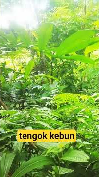 tengok kebun#suasanapedesaan