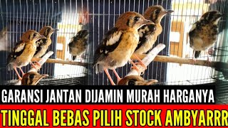 DIJAMIN BANYAK STOCK  ! TINGGAL BEBAS PILIH RATUSAN EKOR STOCKNYA