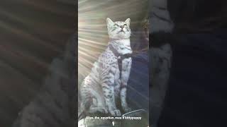 Leo is Driving with His Owner : Egyptian Mau #shorts