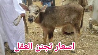 ارتفاع رهيب لأسعار العجول اللباني الجاموس اليوم (سوق دمنهور للمواشي) السوق اليوم 11/11