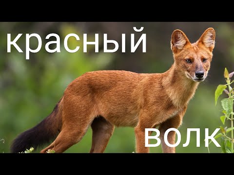 Красный волк | КРАСНАЯ КНИГА | THE RED WOLF