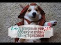 Амид интересуется собаками и другими животными у Аркадия ОрловаЯкова Брюса