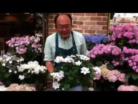 一季咲きクレマチスの育て方 日常管理 花後の剪定 Youtube 一季咲きクレマチスの育て方 日常管理 花後の剪定 Youtube