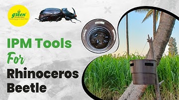 Rhinoceros beetle Pheromone Trap | Oryctes rhinoceros | RB Pheromone lure Trap For Coconut