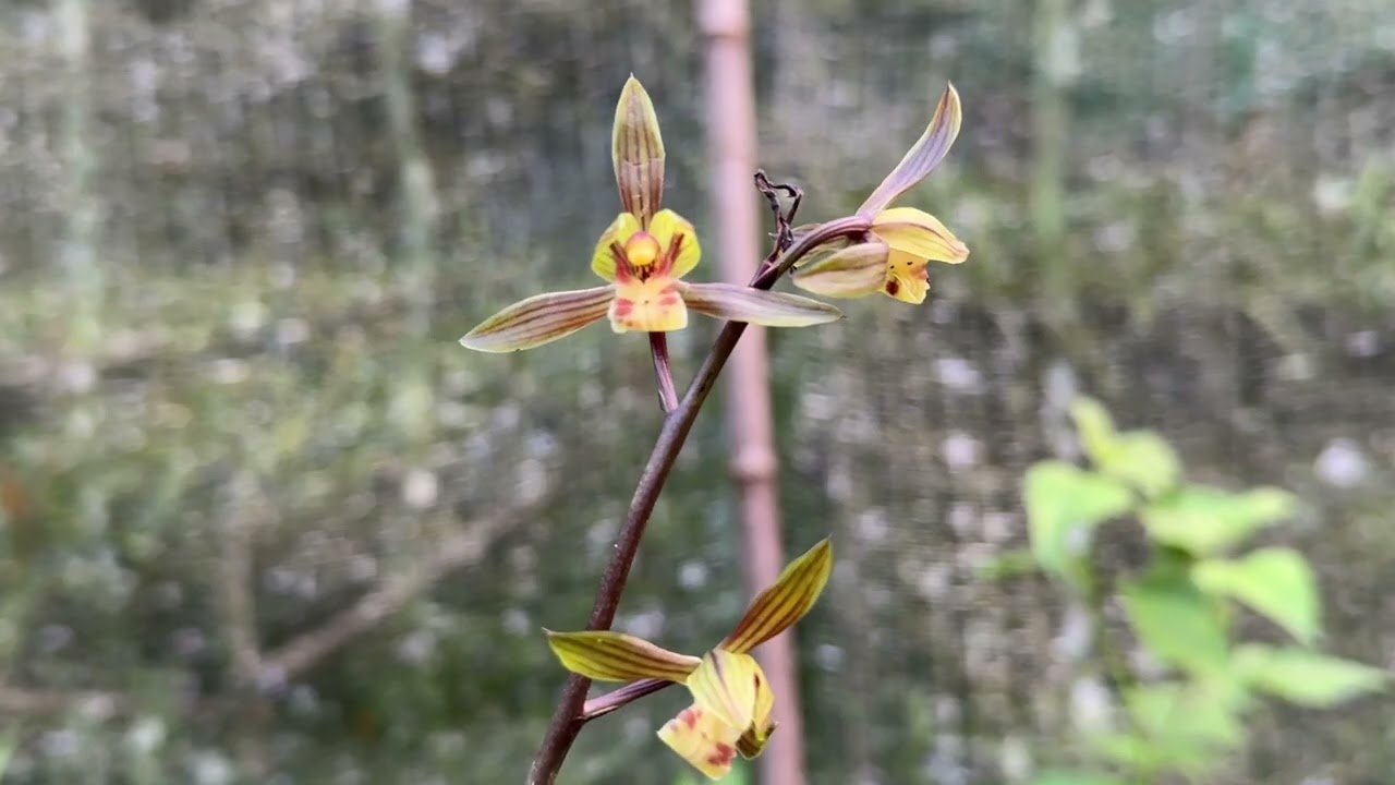 Phiên 10/3 e tiếp tục lên các mã địa lan mặc xuân cuối vụ mời các bác sưu tầm ạ sdtlhzalo 0845505688