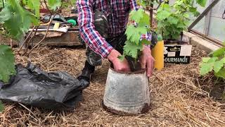 Посадка саженцев винограда в ведро (на доращивание). 11.05.2019г. Виноградник Сергея Певнёва