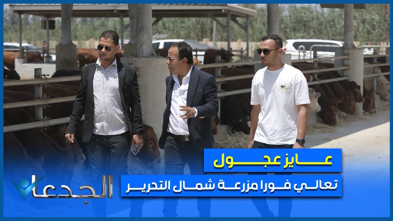 عايز عجول تربية أو لحوم .. تعالى فورا مزرعة شمال التحرير.. وشاور على اللي عايزه