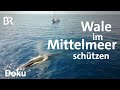 Bedrohte Wale im Mittelmeer: Schutzgebiet Pelagos | Naturschutz | DokThema | Doku | BR