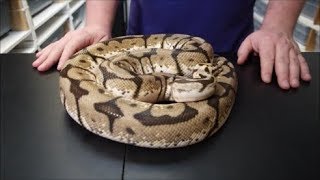 Meet our snakes!  Apollo, our male bumblebee ball python, one of our originals.