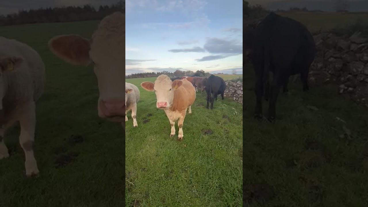 Consignment of Breeding Cattle from Elsick Estate for 22nd October 2025