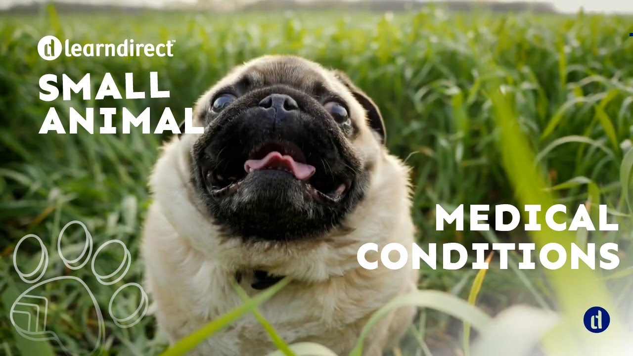 How to recognise medical conditions in small animals | Hydrotherapy | learndirect