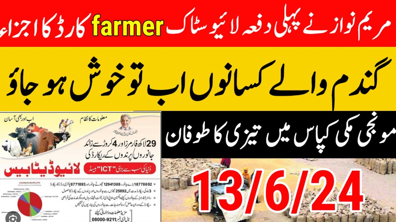 gundam rate today|wheat prince today in punjab 2024| Makki ka rate ...