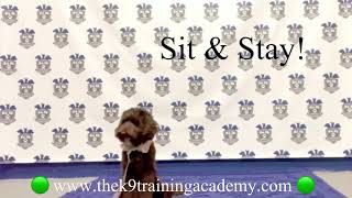 Professional Dog Training in West Palm Beach Florida- Lagotto  Sadie by The K9 Training Academy 420 views 1 year ago 3 minutes, 19 seconds