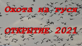 Открытие охоты на гуся 2021 #shorts