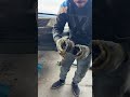 تبديل طوس درايم شفت الداخليه