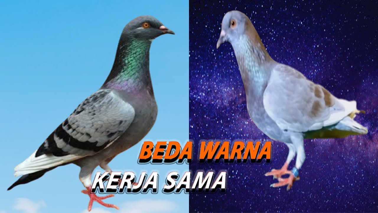 ❤️ REZA VS ARYA ❤️ BEDA WARNA TAPI SAMA SAMA BANYAK REZEKINYA 🤙