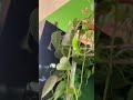 It just keeps growing... #pothos #philodendron #terrariumplants