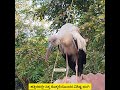Special Pose of a ಕೊಕ್ಕರೆ / Stork dropped in our House Yard ಪಕ್ಷಿ ಪ್ರಪಂಚ