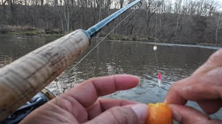 Fishing Video | Insane Epic Day Of Lake Erie Tributary Steelhead Fishing ||Unbelievable.