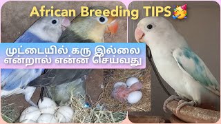 African Lovebirds Breeding Tips | First Clutch முட்டையில் கரு இல்லை என்றால் என்ன செய்வது
