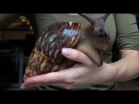 이사진 보신적있으시죠? 진짜였네요... 7천원에 데려왔습니다.   How big is a giant african snail