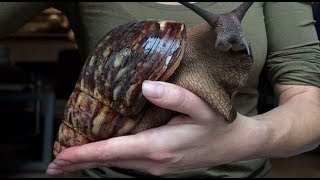 이사진 보신적있으시죠? 진짜였네요... 7천원에 데려왔습니다.   How big is a giant african snail