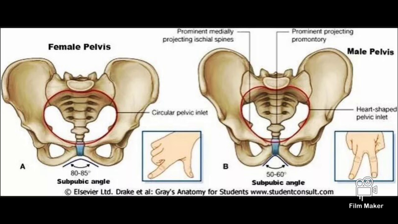 Difference Between Male And Female Pelvis Bone