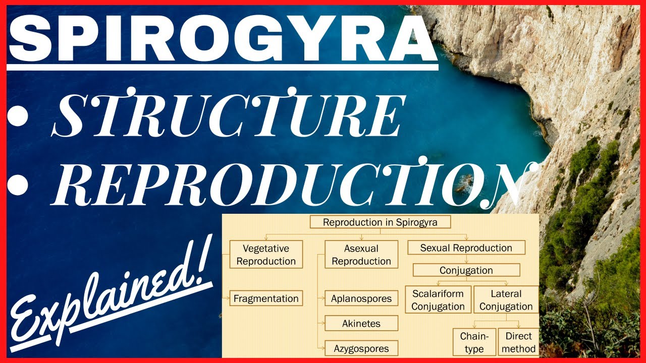 Chlorophyta Green Algae | Scalariform, Lateral Conjugation [Reproduction] in Spirogyra Diagram NEET