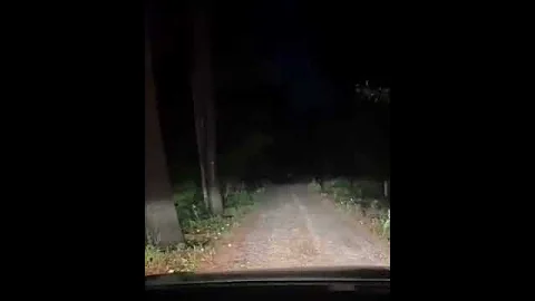 Woman has a scary encounter with something screaming in the woods