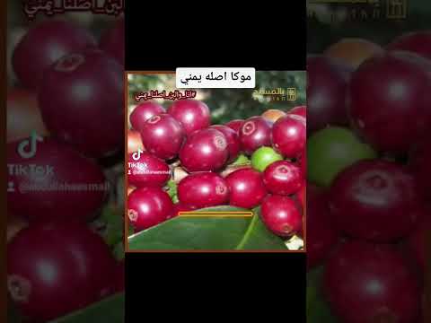 موكا أصلها يمني قصة البن اليمني #بالمسند #في_دقيقة