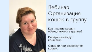 Организация кошек в группу. Вебинар зоопсихолога Татьяны Куликовой.